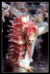Thorny sea horse.Nikon F100,f13,1/60.YS-120,RVP100. by Allen Lee 